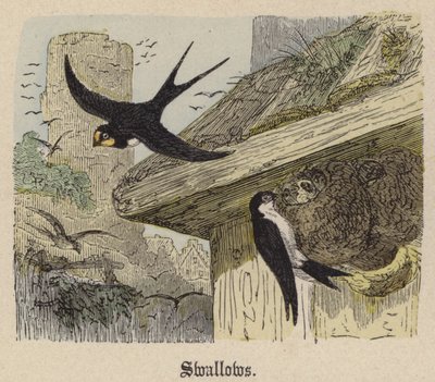 Andorinhas (gravura colorida) de Friedrich Specht