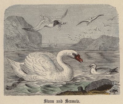 Swan and Seamew (gravura colorida) de Friedrich Specht