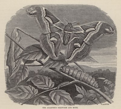 Ailanthus Silkworm and Moth (gravura) de Friedrich Specht