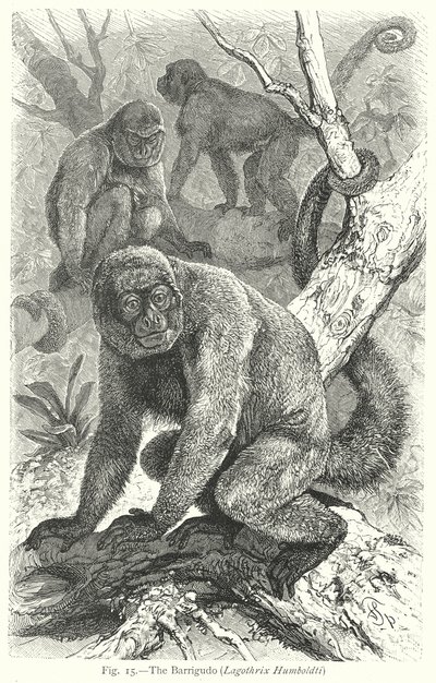 O Barrigudo (Lagothrix Humboldti) (gravura) de Friedrich Specht