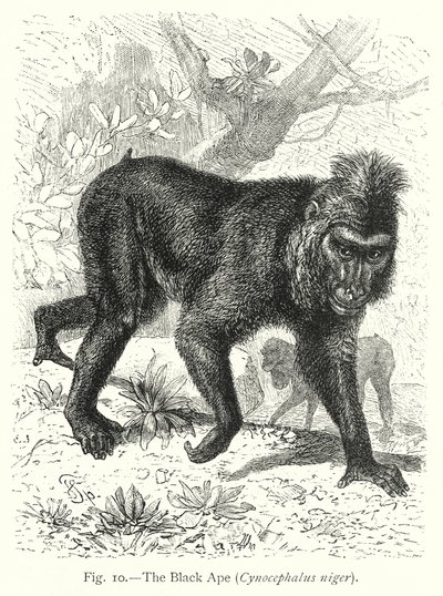  de Friedrich Specht