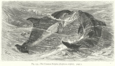 O golfinho comum (Delphinus Delphis) (gravura) de Friedrich Specht