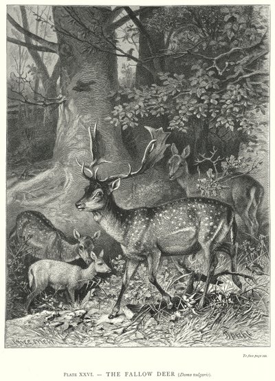  de Friedrich Specht