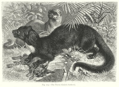 A Tayra (Galictis Barbara) (gravura) de Friedrich Specht