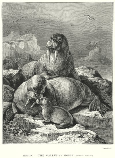  de Friedrich Specht