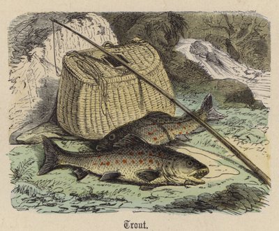 Truta (gravura colorida) de Friedrich Specht