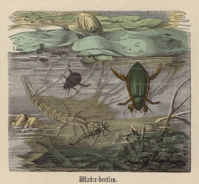 Escaravelhos de água (gravura colorida) de Friedrich Specht