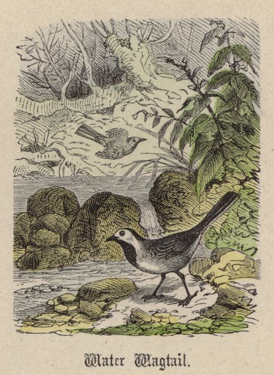 Wagtail de água (gravação a cores) de Friedrich Specht