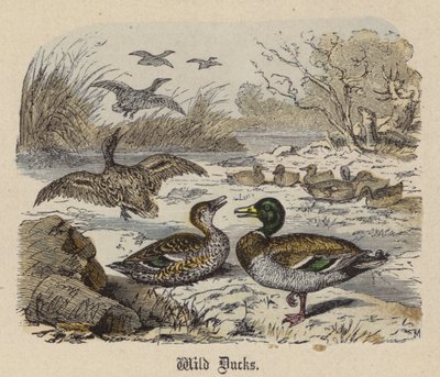Wild Ducks (gravura colorida) de Friedrich Specht