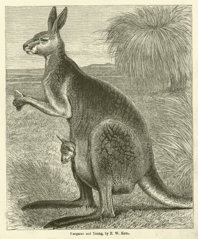 Kangaroo and Young (gravura) de Friedrich Wilhelm Keyl