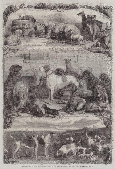 A Exposição de Sporting e outros Cães no Repositório de Cavalos, Holborn, Prize Animals de Friedrich Wilhelm Keyl