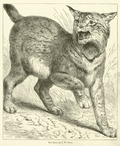 O lince (gravura) de Friedrich Wilhelm Keyl