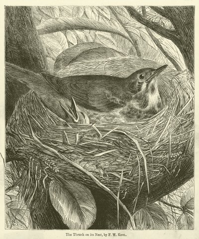 O Thrush on its Nest (gravura) de Friedrich Wilhelm Keyl
