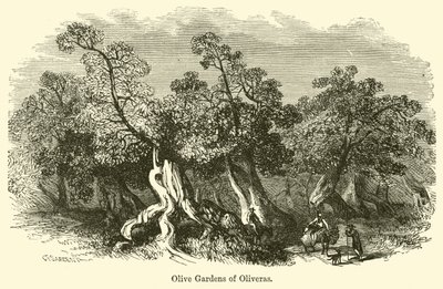 Olive Gardens of Oliveras de G. F. Sargent