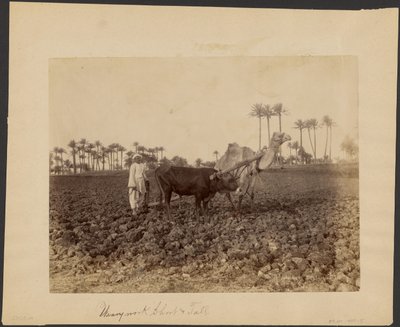 Camelo de lavoura de G. Lekegian
