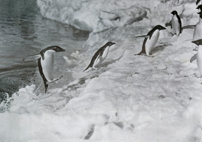 Pinguins pulando no pé de gelo, c1911, 1913. de G. Murray Levick
