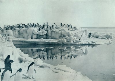 Pinguins no Pé de Gelo, c1911, 1913 de G. Murray Levick