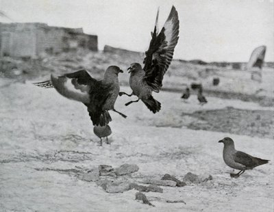 Gaivotas Skua brigando por alguma gordura, 1911, 1913 de G. Murray Levick