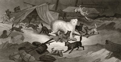 Caça ao Urso, gravada por JC McRea, de &39;Explorações Árticas nos Anos de 1853, 54, 55&39;, Volume I, do Doutor Elisha Kent Kane (1820-57), publicado em Filadélfia, 1856 de G. White