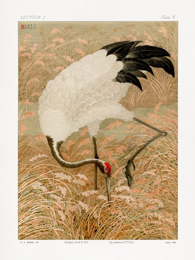 Grou-de-sarus num campo de arroz de G.a. Audsley