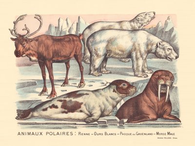 Página 14: Animais polares: renas, ursos polares, foca harpa, morsa macho de Gabriel Gostiaux
