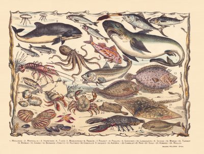 Página 16: Medusa, toninha, arenque, atum, cavala, tubarão, tainha, polvo, sardinha, lagosta, choco, bacalhau, pregado, barba, caranguejo, ermitão, ostras, vieiras, asteria, azulejo, raia, linguado, lagosta, mexilhões de Gabriel Gostiaux