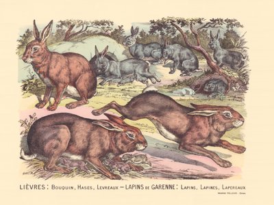 Página 12: Lebres: livro, hases, lábios Coelhos Garenne: coelhos, coelhos, coelhos de Gabriel Gostiaux