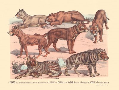 Página 13: Pumas ou leões de prata ou leões americanos Lobo, chacal, hiena barrada africana, hiena de juba asiática de Gabriel Gostiaux