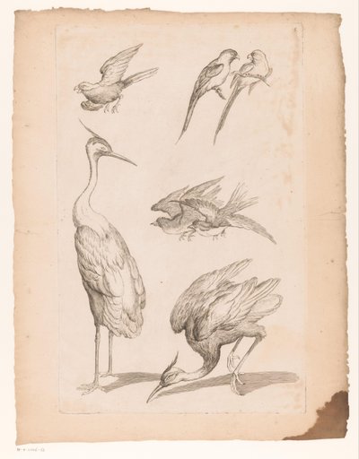 Sete pássaros chineses, incluindo garças e conures Vários pássaros chineses (título da série) Livre des differentes éspeces d