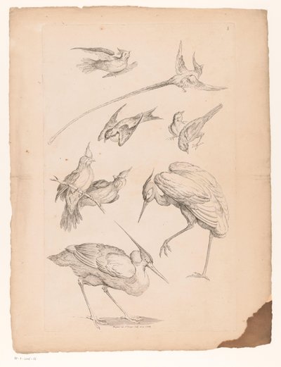 Nove aves chinesas, incluindo uma garça e possivelmente aves do paraíso
Várias aves chinesas (título da série)
Livre des differentes éspeces d