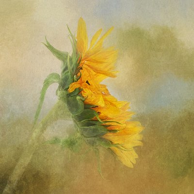  de Gaille Gray