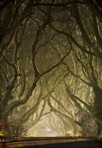 Túnel da Árvore Encantada de Gary McParland