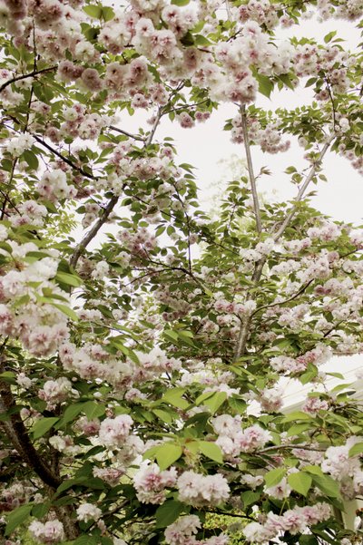 Flores de cerejeira na primavera de Gemma Bardot