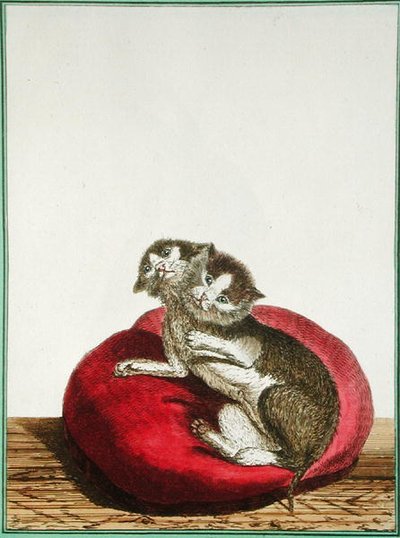 Gato de duas cabeças de Genevieve Regnault de Nangis