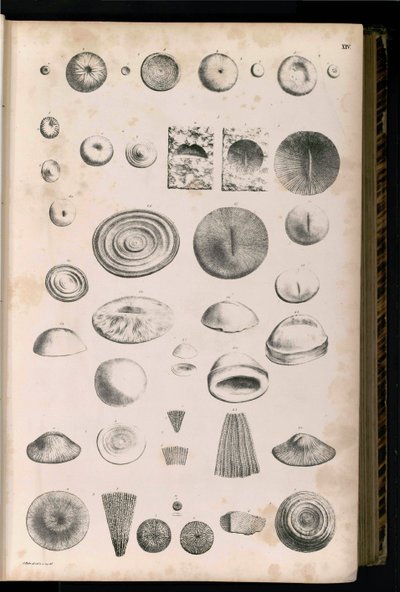 Tabela 014 de Georg August Goldfuß