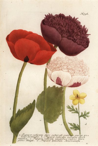 Variedades de papoila opiácea, Papaver somniferum e Anemone mexicana de Georg Dionysius (after) Ehret