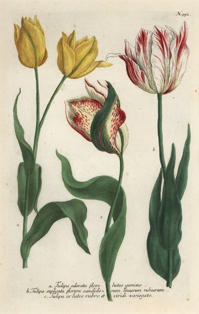 Variedades de tulipas, Tulipa gesneriana de Georg Dionysius (after) Ehret