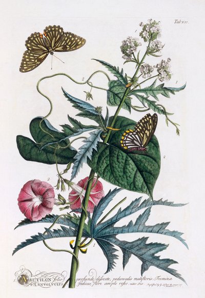 1. Abutilon, 2. Convolvulus, c. 1748 gravura colorida à mão. de "Georg Dionysius Ehret