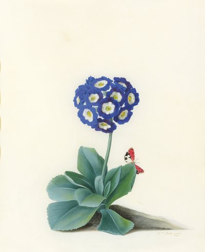 Uma aurícula azul de Georg Dionysius Ehret