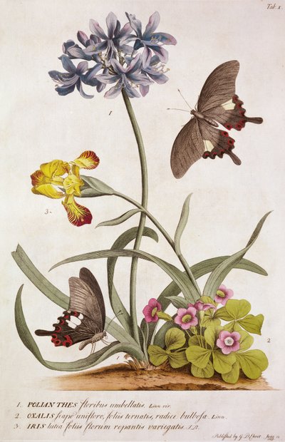 Agapanthus africanus, cores do arco-íris e uma espécie de oxalis, de "Rariores plants and butterflies", 1749 de Georg Dionysius Ehret