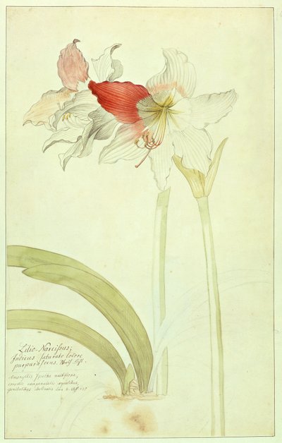 Amaryllis, lírio-Narciso, indiana de Georg Dionysius Ehret