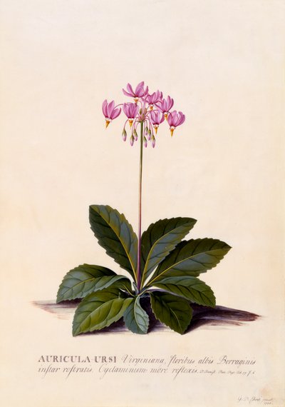 Aricula Ursi Shooting Star, c. 1744 gravura colorida à mão. de "Georg Dionysius Ehret