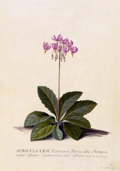Aricula ursi, Shooting Star, c.1744 (gravura colorida à mão) de Georg Dionysius Ehret