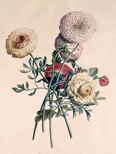 Asters de Georg Dionysius Ehret