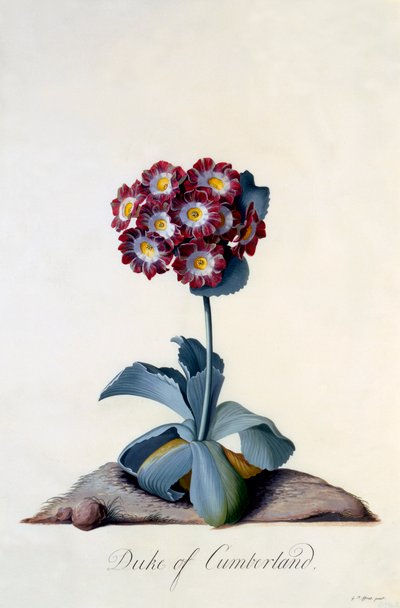 Auricula Duke of Cumberland c. 1743 gravura colorida à mão. de "Georg Dionysius Ehret