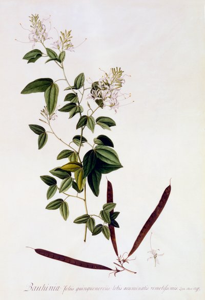 Bauhinia, c. 1745 gravura colorida à mão. de "Georg Dionysius Ehret