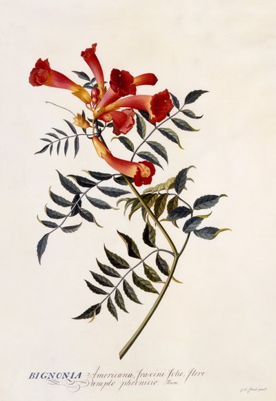 Bignonia Americana, c.1743 (gravura colorida à mão) de Georg Dionysius Ehret