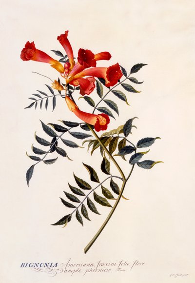 Bignonia Americana, c. 1743 gravura colorida à mão. de "Georg Dionysius Ehret