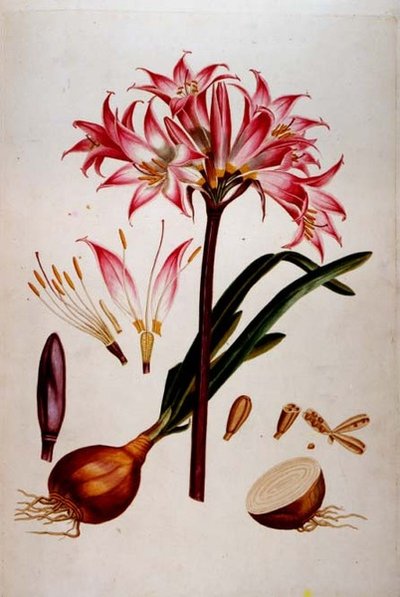 Placa botânica de `Plantae Selectae