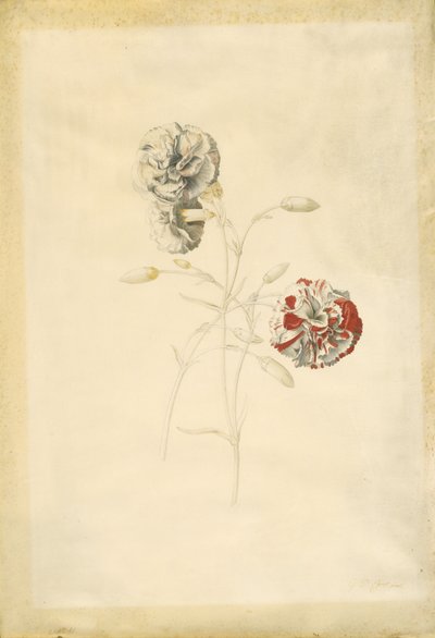 Cravos de Georg Dionysius Ehret